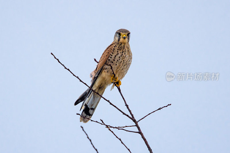 红隼(Falco tinunculus)